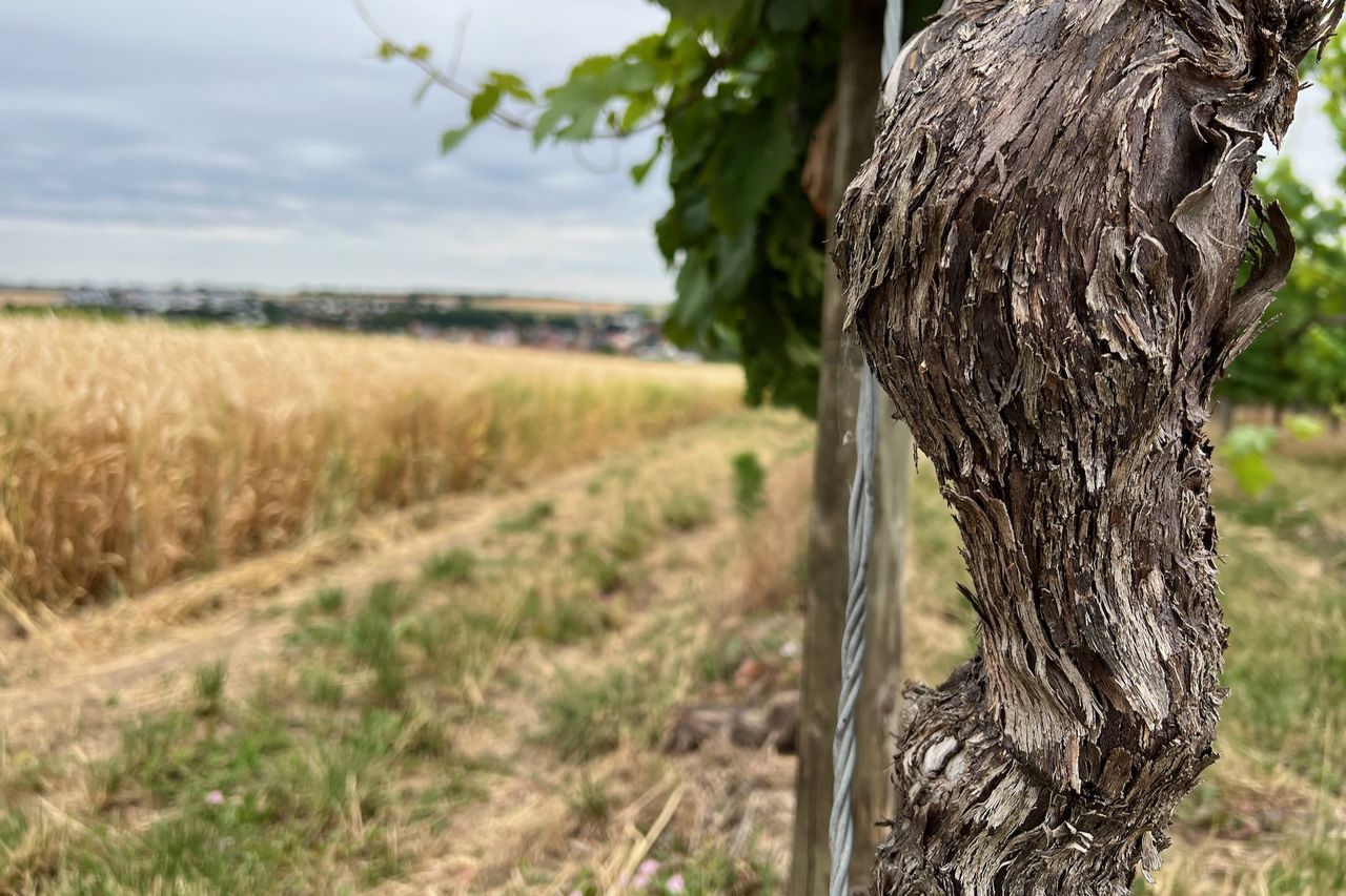 Ein Rebstock in Großaufnahme, man sieht die Rinde im Detail und im Hintergrund ein Kornfeld und Häuser.