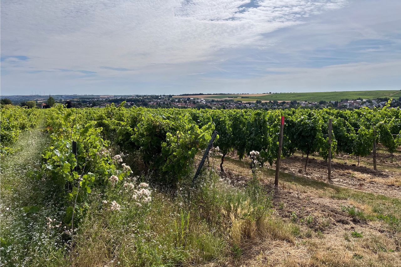 Der Blick aus den Weinbergen auf Saulheim in Rheinhessen. Weinberge im Vordergrund und Hintergrund, dazwischen ein paar Häuser.
