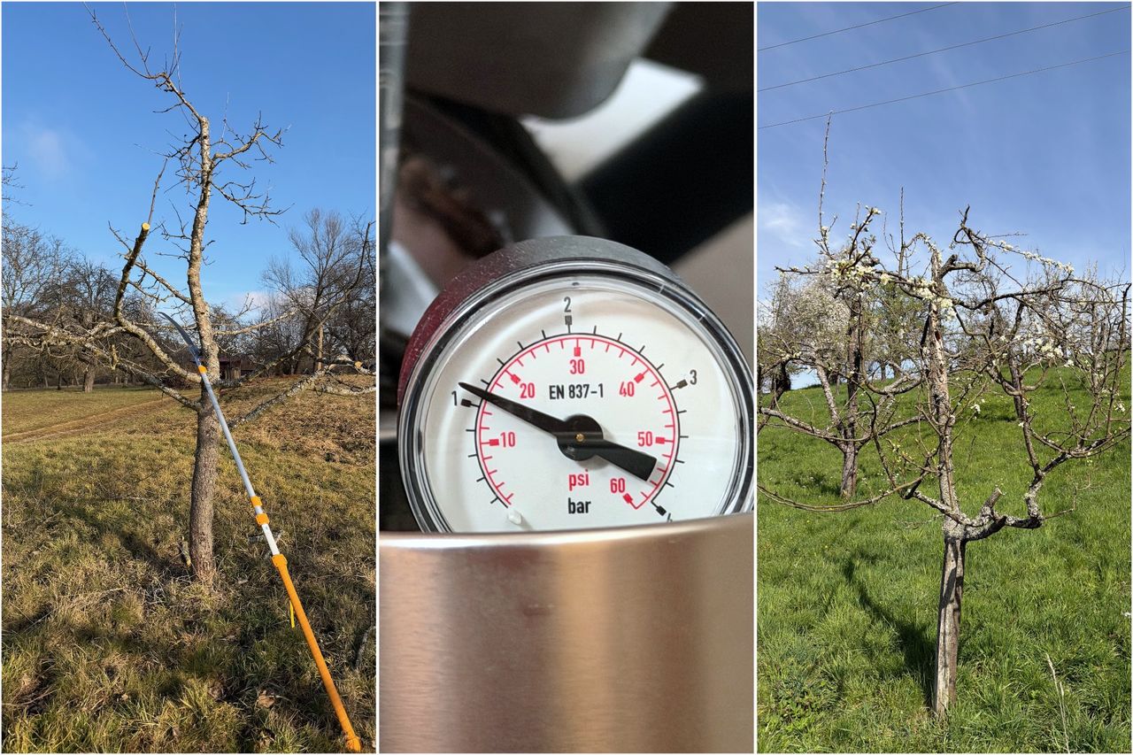 Eine Collage mit einem frisch geschnittenen Apfelbaum und einer Säge daran, einem Manometer mit etwas über einem Bar Druck und einem blühenden Zwetschgenbaum
