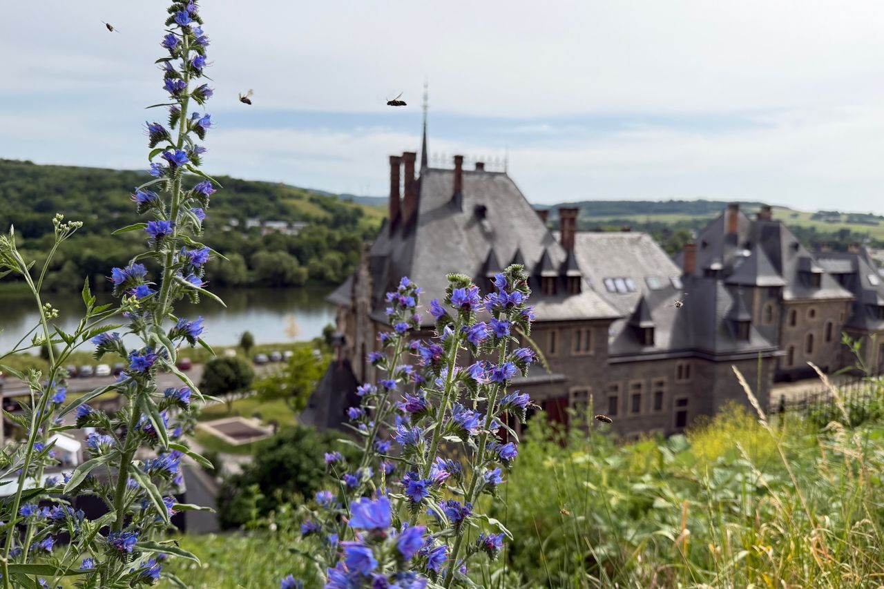 Blumen mit Bienen vor Schloss Lieser